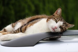 barre-de-toit-chat