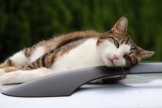 barre-de-toit-chat
